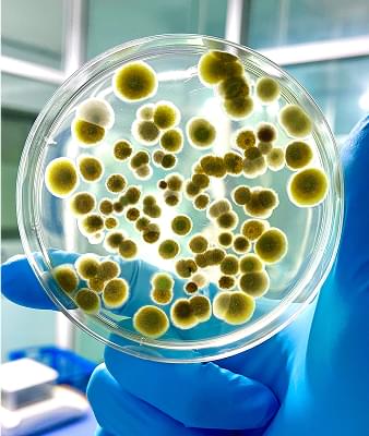 Mycotoxins and chronic illness.